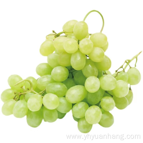 Homegrown sweetness white grape